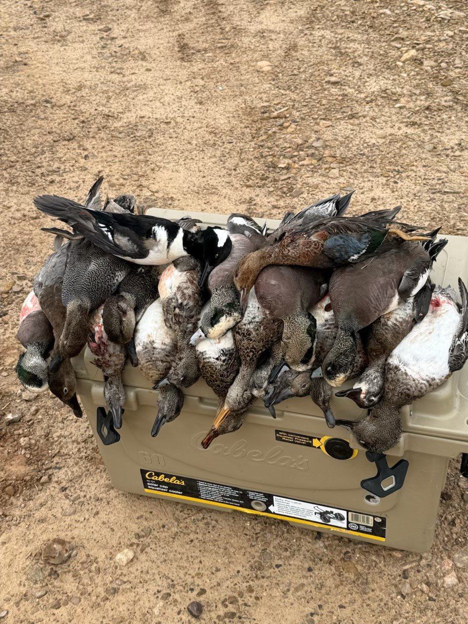 Ducks on cooler