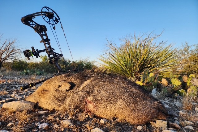 Javelina hunt