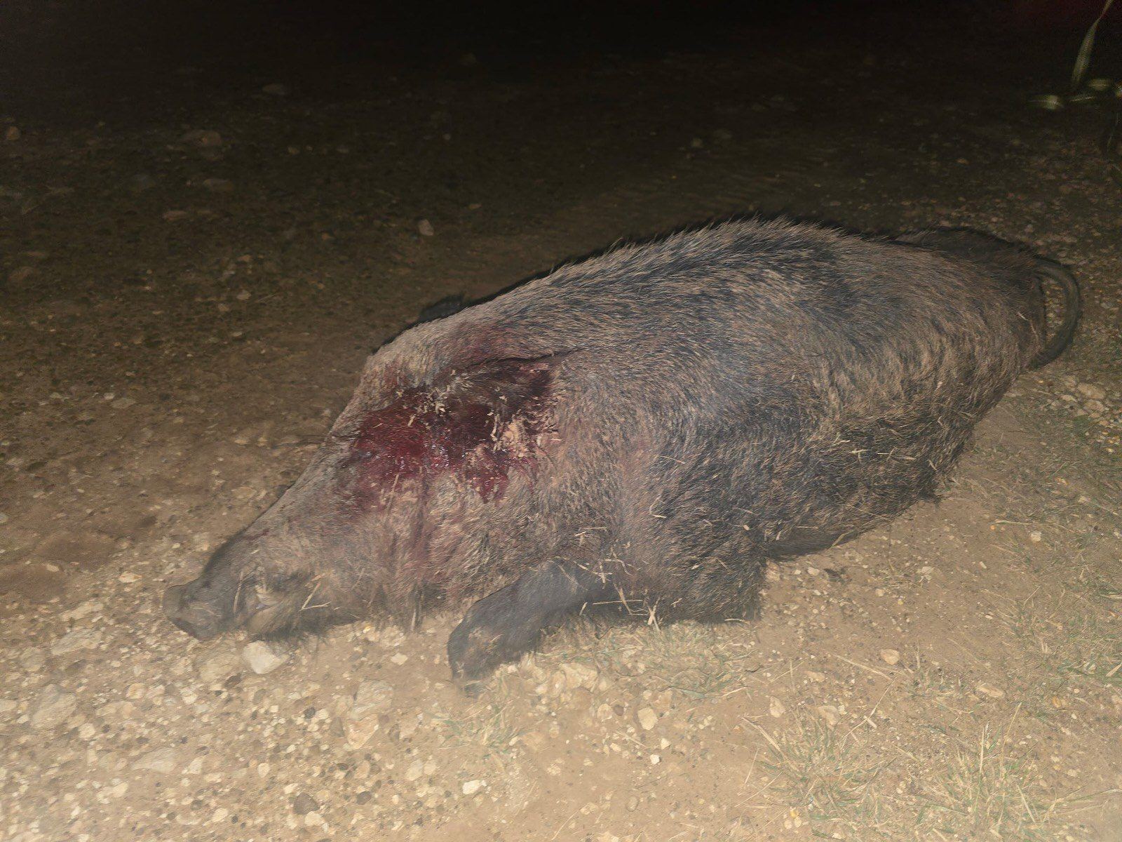 Large hog