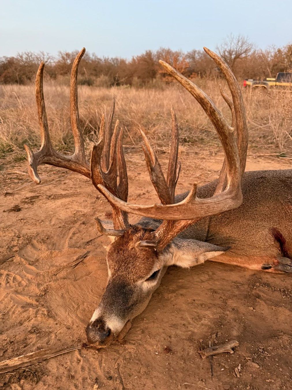 Nice whitetail buck