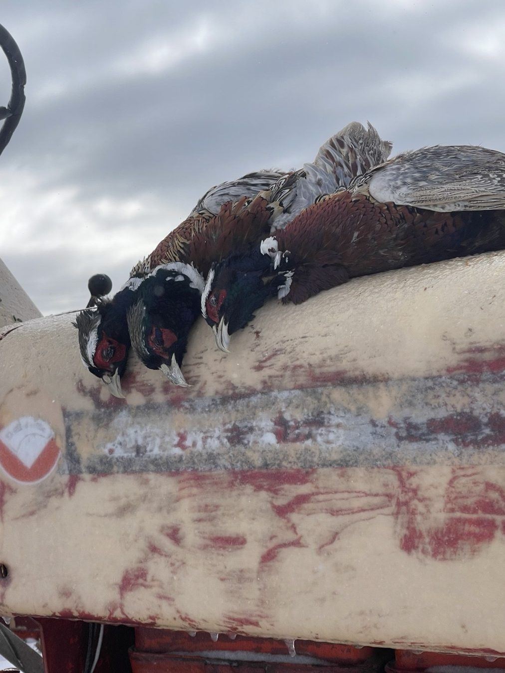 Pheasant hunt