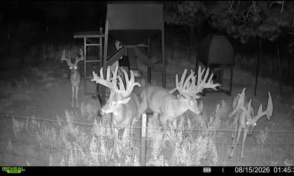 Trophy whitetails