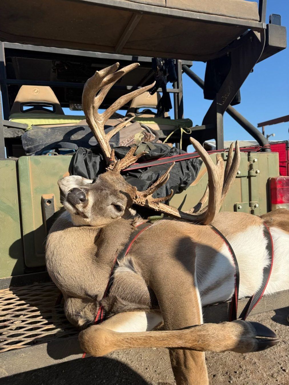 Whitetail on truck